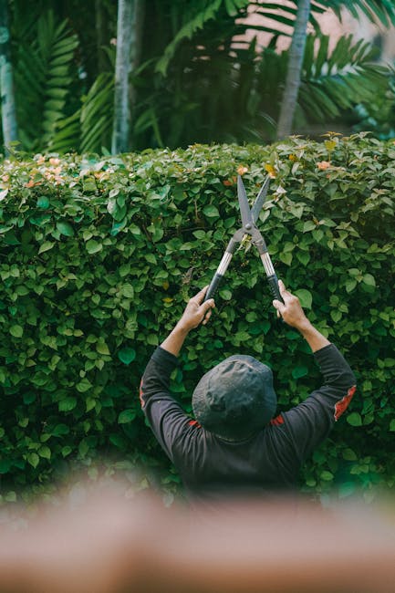 A gardener, dressed in dark outdoor clothing and a wide-brimmed hat, is trimming a dense, well-maintained hedge using a pair of long-handled hedge shears. The hedge consists of small, glossy green lea